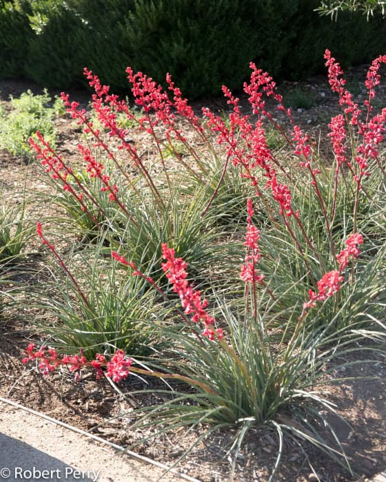 Red Yucca - Plants